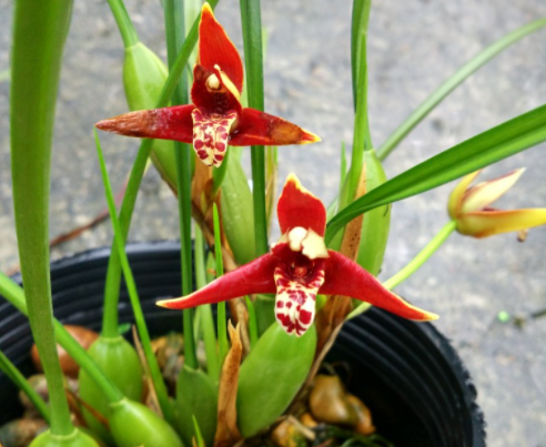 咖啡兰用松树皮还是用土