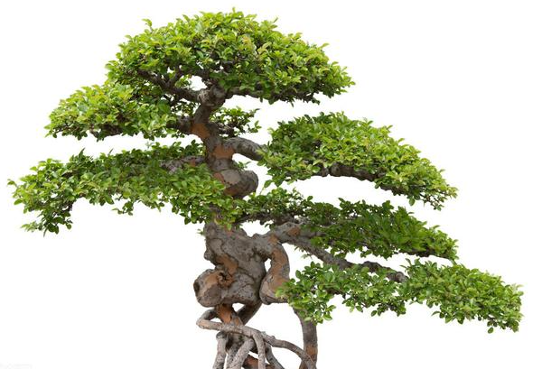 家里为什么不能养榆树