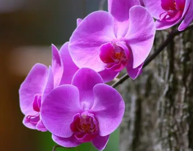 蝴蝶兰花好养吗