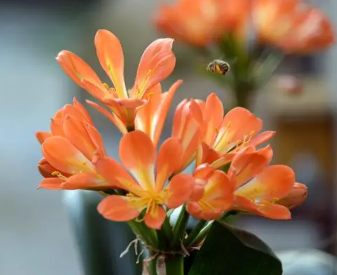 院子里种什么花最旺宅又风水好