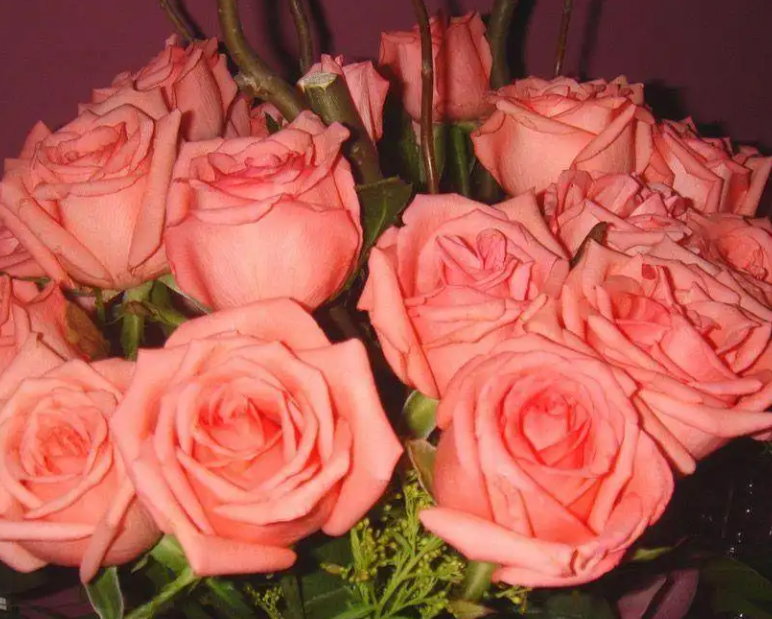 玫瑰花怎么换盆