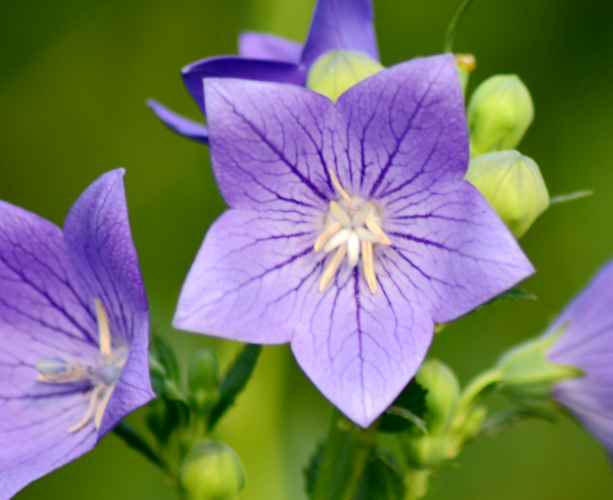 桔梗花有几种品种