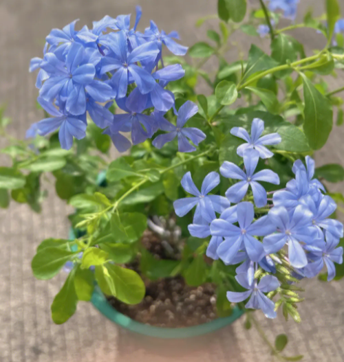 蓝雪花需要晒太阳吗