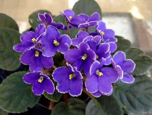 紫罗兰花期多长