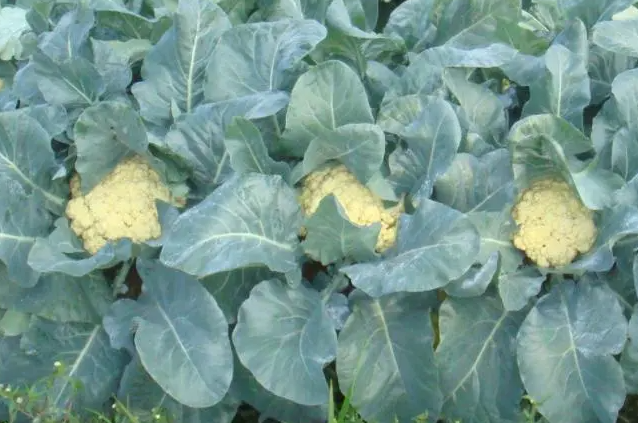 花菜后期追什么肥料