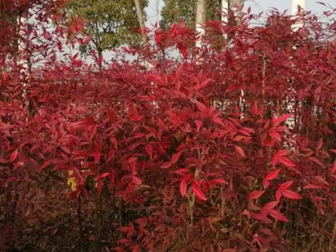 大门对面种南天竹树好吗