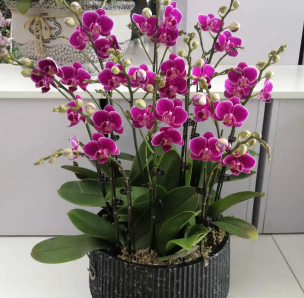 带花剑的蝴蝶兰怎么换盆