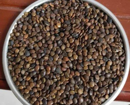 紫荆花种子怎么种植