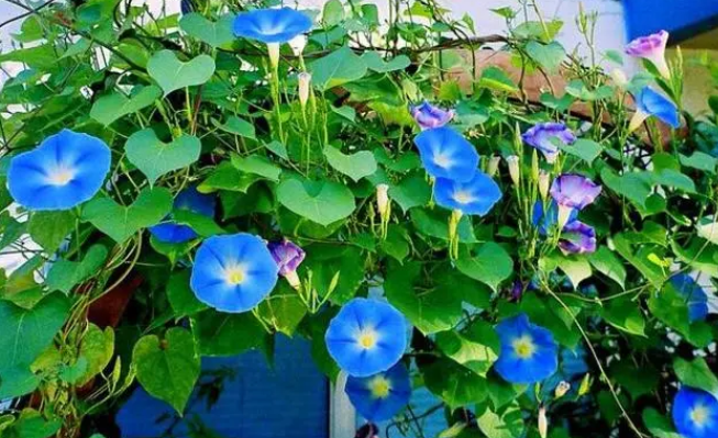 牵牛花风水好吗