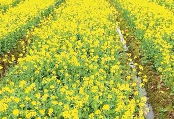 油菜花一亩种植成本