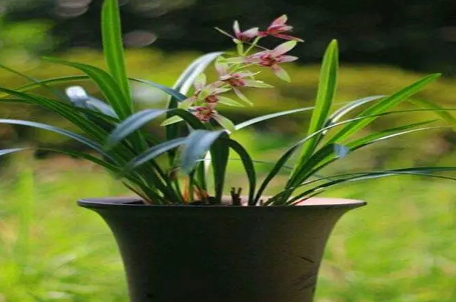 用什么种兰花最好