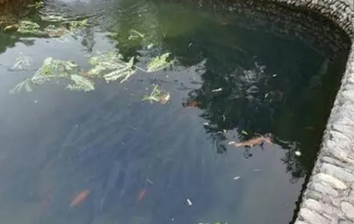 鱼池的水能不能浇花