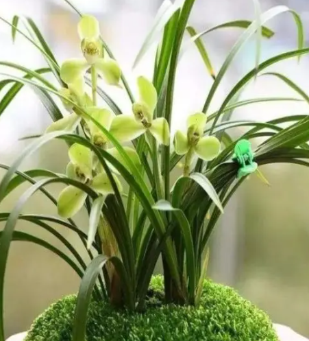 怎样养兰草花盆栽