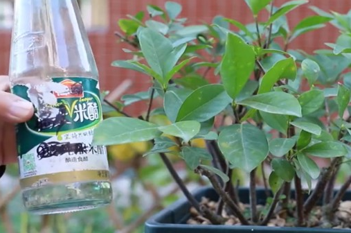 醋浇花适合哪些植物