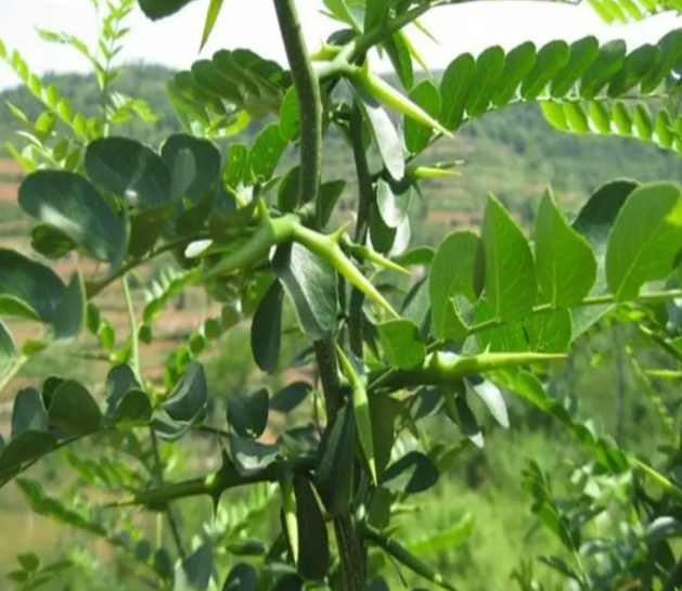 皂角树冬季移栽好活吗