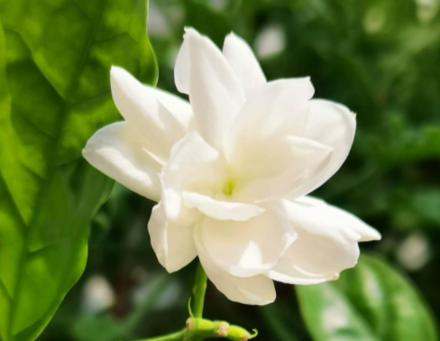 茉莉花扦插成活了怎么养护