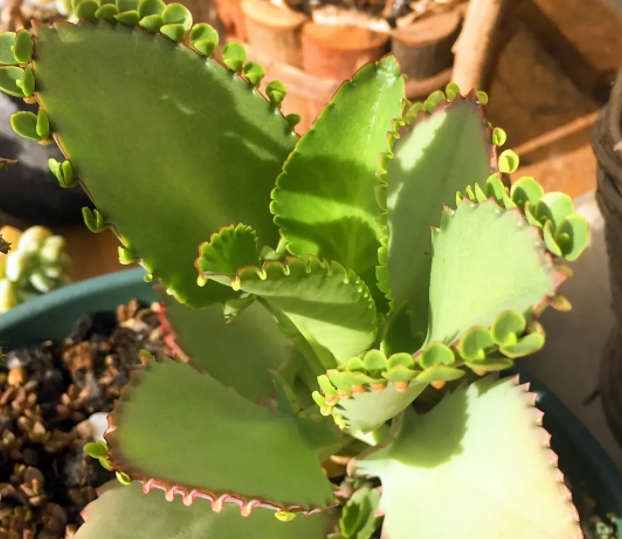 不死鸟嫁接长寿花的最佳时间是什么时候呢