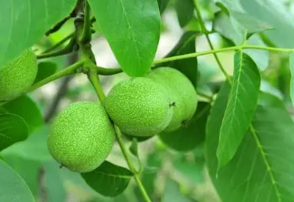 核桃树适合在什么地方生长