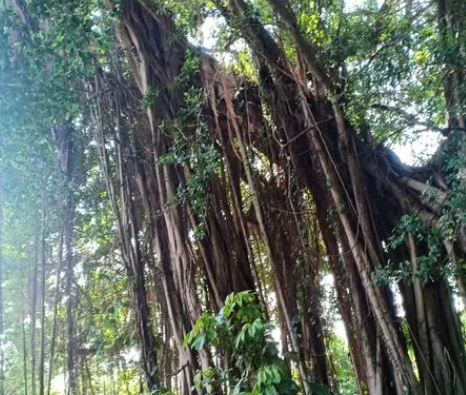 榕树浇什么水最好