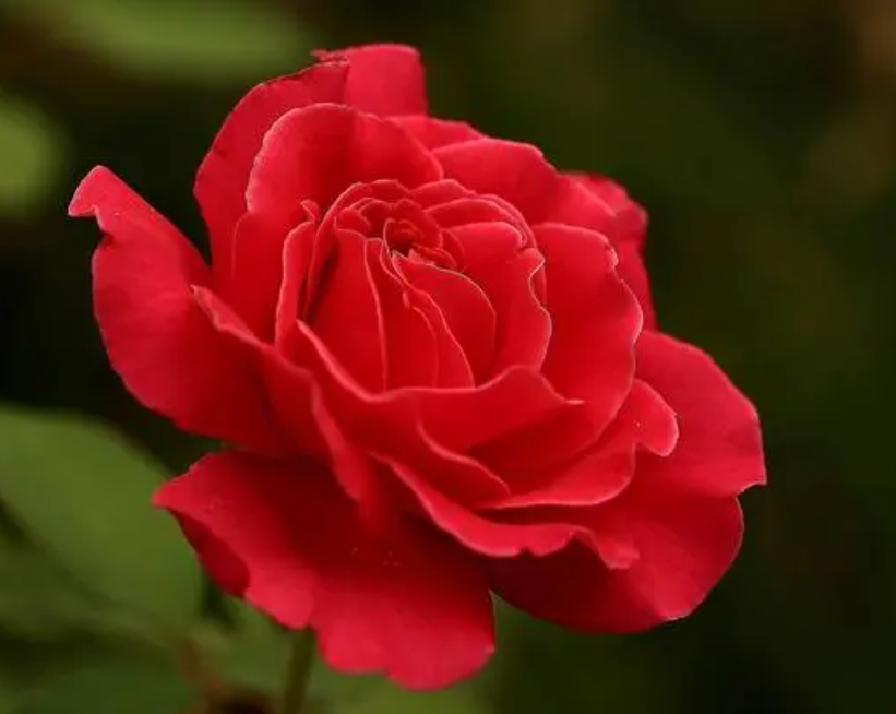 月季开完花后怎样剪枝才又开花