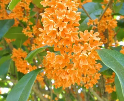 桂花栽种方法是什么呢