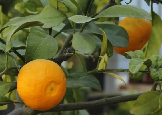 桔子树几年结果