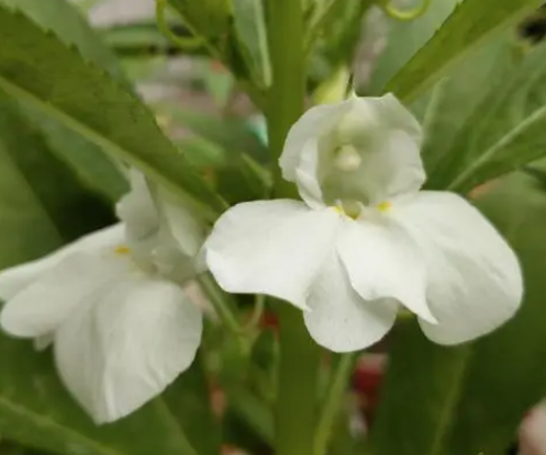 白色指甲花可以把指甲包红吗