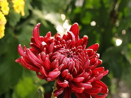 菊花什么季节播种最好