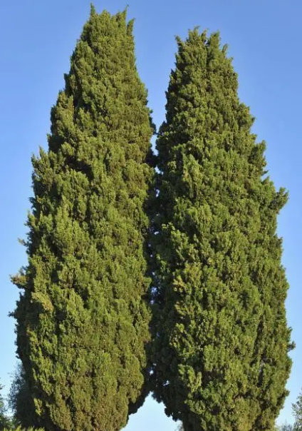 坟地栽几棵柏树好