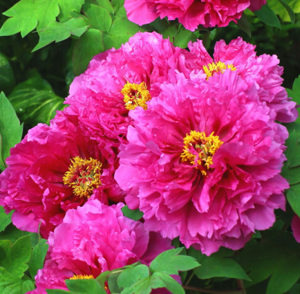 牡丹花如何施肥