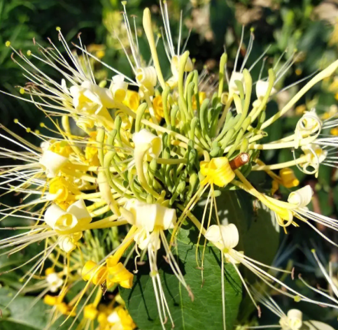 金银花水培好活还是土培