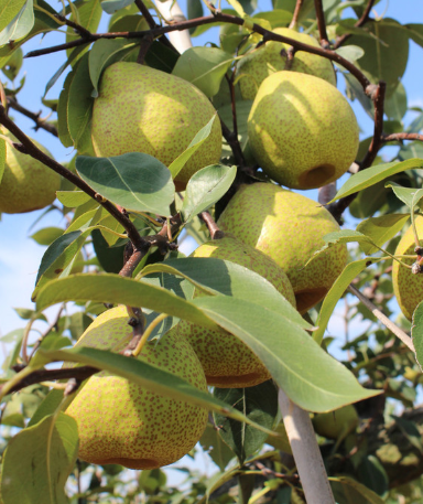 梨树怎么剪枝?什么时间剪枝?