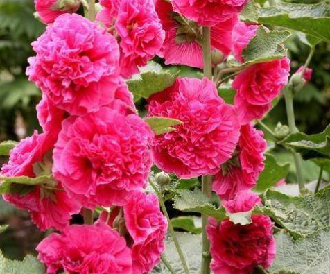 一丈红播下种子多久开花