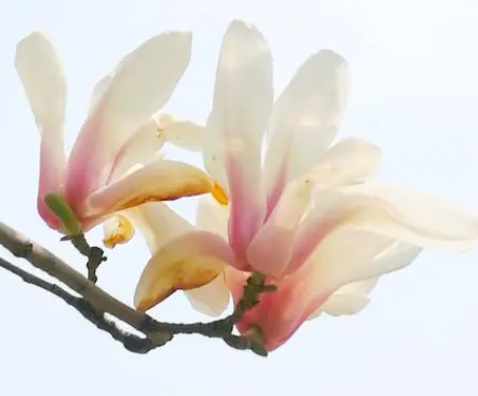 玉兰花怎样扦插才可以活