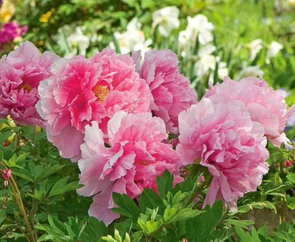 门前种什么花最吉利