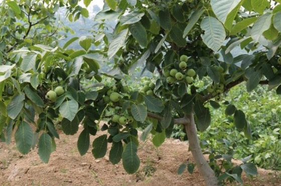 核桃树怎么施肥