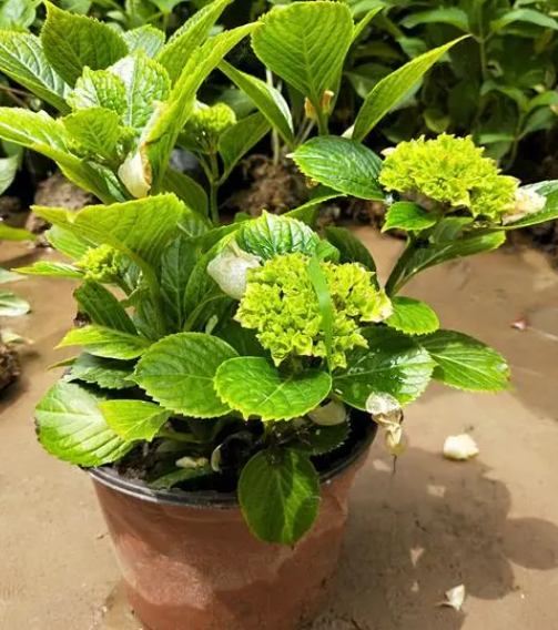 绣球花苗怎么养