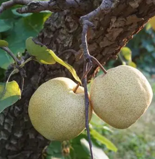 梨树多久开花结果