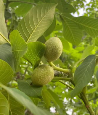 核桃树几年才能结果?