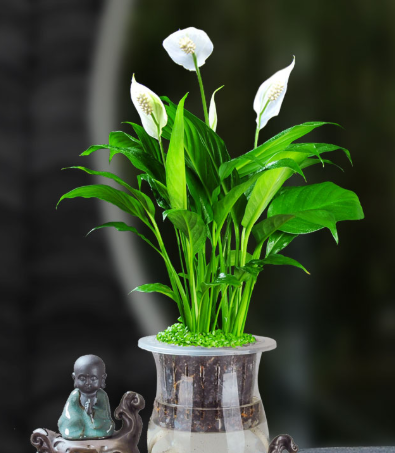 一帆风顺的花怎么生根