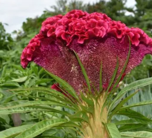 鸡冠花第二年还能长出来吗