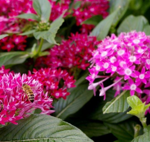 繁星花夏天高温怎么养