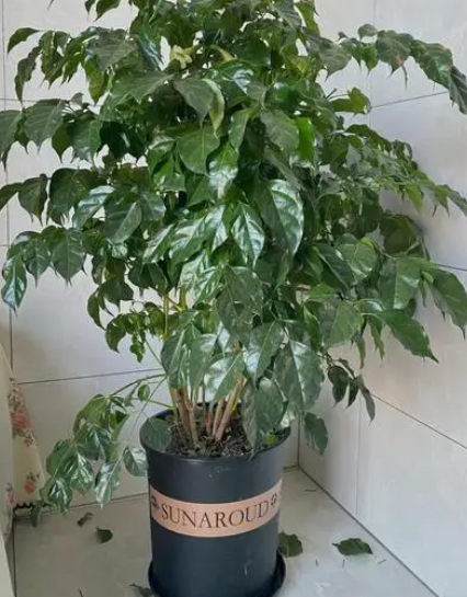 水培幸福树可以移植为盆栽吗