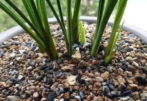 煤渣土种花适合吗