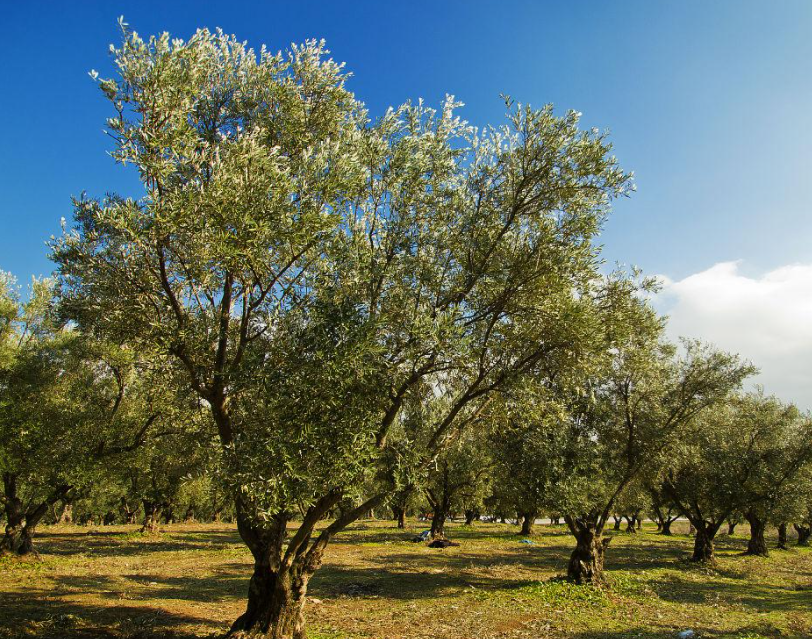 橄榄树种植气候条件