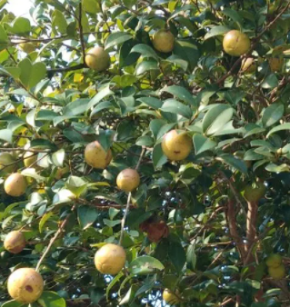 茶子树种多少年才结果