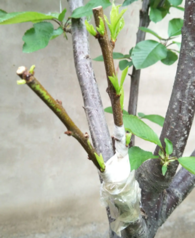 李子树嫁接最佳时间