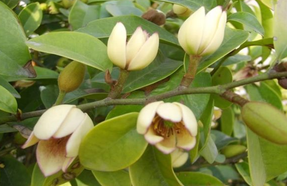 含笑花的养殖方法和注意事项