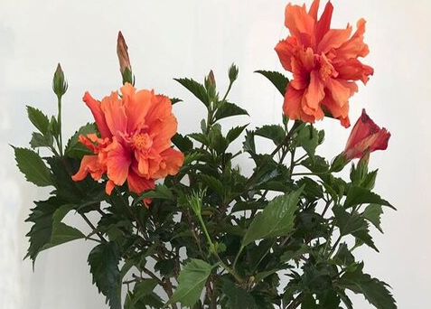 扶桑花浇水后打蔫怎么解决