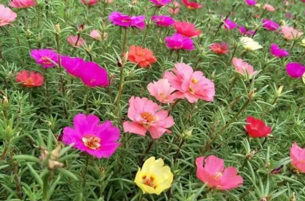 太阳花喜欢水吗怎么浇水